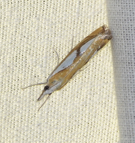 Pearl Grass-veneer, 5694 Breugel, Nederland, photo 5 of 10