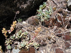 Sedum kiersteadiae