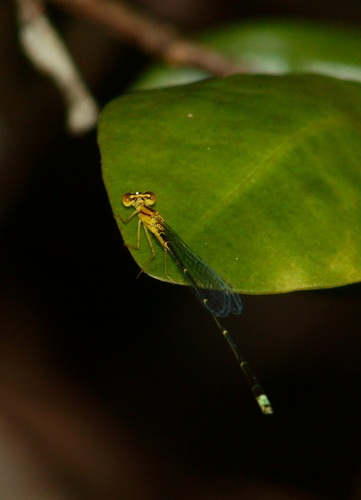Vesper Bluet photo 4