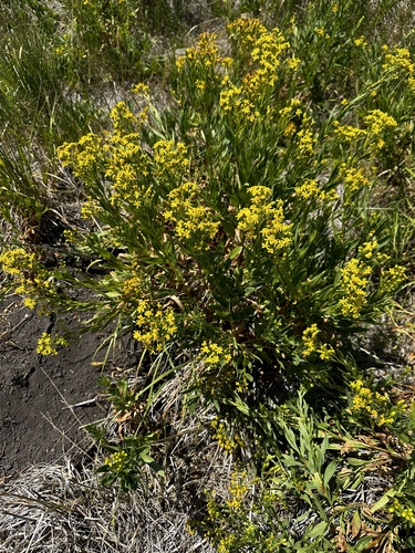 Image of Senecio serra by (c) Michael O'Loughlin, some rights reserved (CC BY)