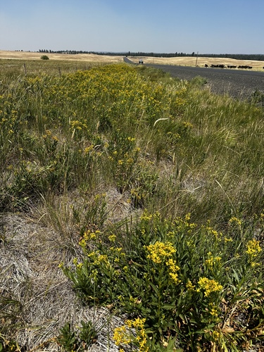 Image of Senecio serra by (c) Michael O'Loughlin, some rights reserved (CC BY)