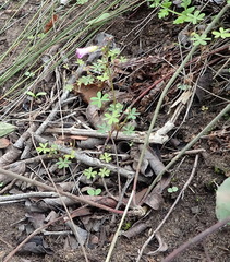 Oxalis stellata
