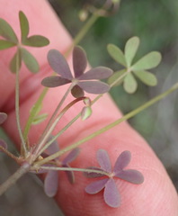 Oxalis stellata