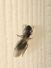 Camponotus inaequalis