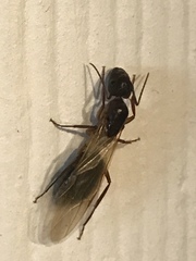 Camponotus inaequalis