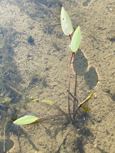 northern water-plantain