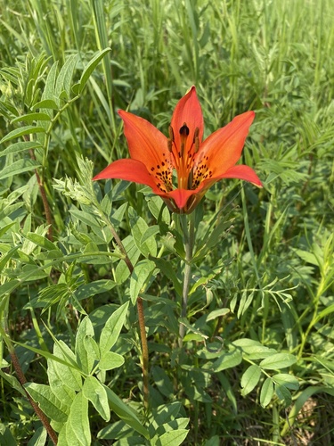 Wood Lily