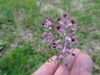 Fumaria officinalis wirtgenii - Photo no rights reserved