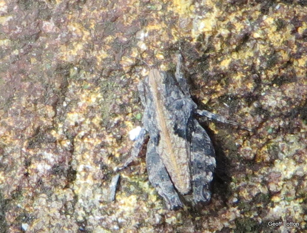 Captivus crassus