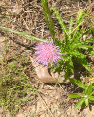 Cirsium repandum