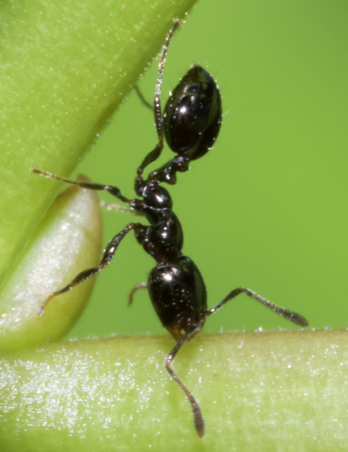 Monomorium emarginatumMonomorium emarginatum