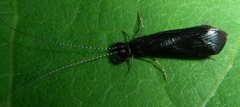 Mystacides sepulchralis