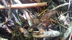 Ciboria rufofusca