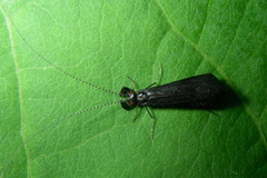 Mystacides sepulchralis