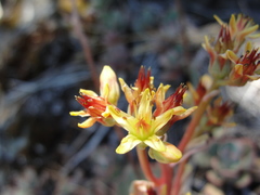 Sedum kiersteadiae
