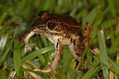 Forrer's Grass Frog photo 3