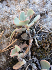 Sedum kiersteadiae
