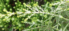 Passerina galpinii