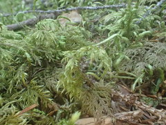 Hylocomium splendens image