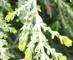 Passerina galpinii