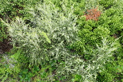 Passerina galpinii