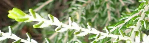 Image of Passerina galpinii by (c) Nicola van Berkel, some rights reserved (CC BY-SA)