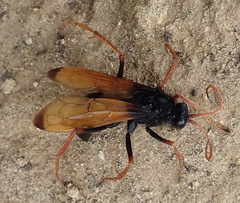 Tachypompilus ignitus