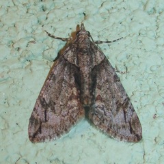 Hydriomena modestata