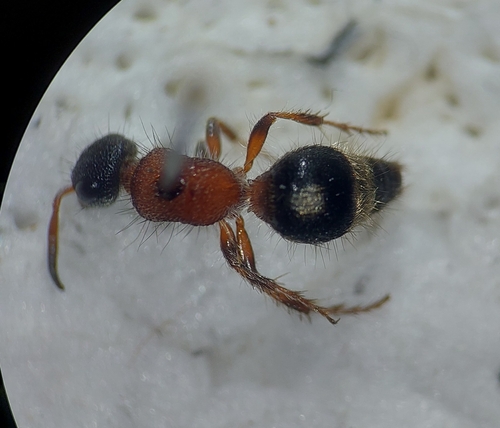 Smicromyrme frankburgeri