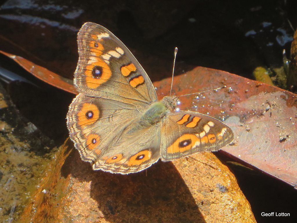 Meadow Argus (Lepidoptera (butterflies and moths) of the British Indian
