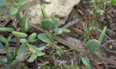 Roepera flexuosa