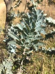 Acacia baileyana