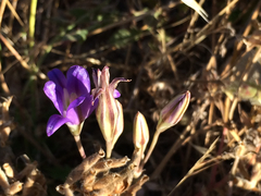 Brodiaea elegans