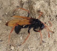 Tachypompilus ignitus