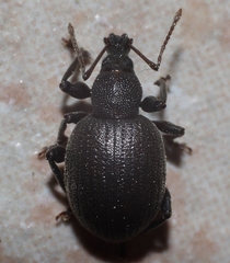 Otiorhynchus