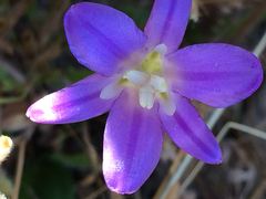 Brodiaea elegans