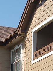 Colaptes auratus luteus × cafer