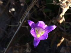 Brodiaea elegans