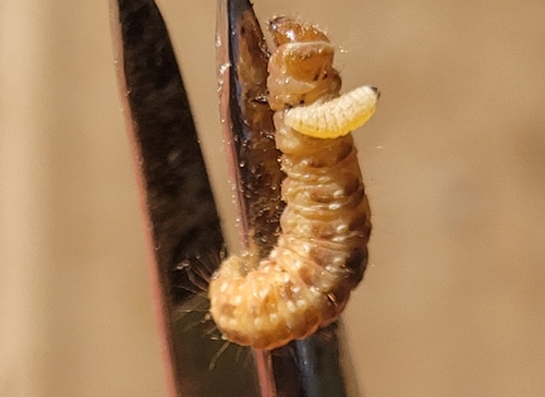 Phytodietus fumiferanae