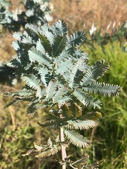 Acacia baileyana