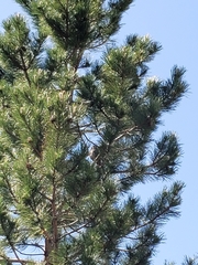 Colaptes auratus luteus × cafer