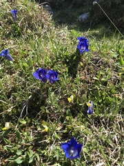 Gentiana clusii clusii