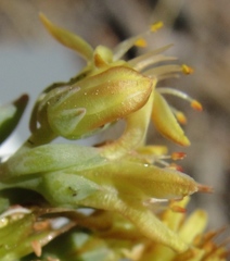 Sedum kiersteadiae