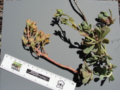 Sedum kiersteadiae