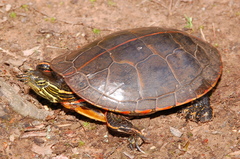 Southern Painted Turtle photo 1