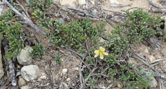Roepera maritima