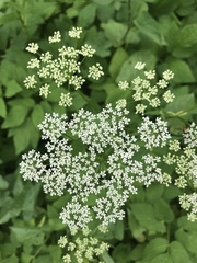 Aegopodium