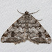 Pale-marked Angle - Photo (c) Jim Johnson, some rights reserved (CC BY-NC-ND), uploaded by Jim Johnson