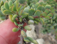 Roepera maritima