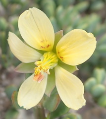Roepera maritima